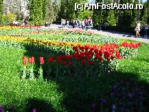[P04] Lalele in gradina botanica Iasi » foto by mario 110
 - 
<span class="allrVoted glyphicon glyphicon-heart hidden" id="av68948"></span>
<a class="m-l-10 hidden" id="sv68948" onclick="voting_Foto_DelVot(,68948,5091)" role="button">șterge vot <span class="glyphicon glyphicon-remove"></span></a>
<a id="v968948" class=" c-red"  onclick="voting_Foto_SetVot(68948)" role="button"><span class="glyphicon glyphicon-heart-empty"></span> <b>LIKE</b> = Votează poza</a> <img class="hidden"  id="f68948W9" src="/imagini/loader.gif" border="0" /><span class="AjErrMes hidden" id="e68948ErM"></span>