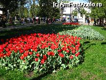 [P07] Lalele in Parcul Copou » foto by mario 110
 - 
<span class="allrVoted glyphicon glyphicon-heart hidden" id="av68951"></span>
<a class="m-l-10 hidden" id="sv68951" onclick="voting_Foto_DelVot(,68951,5091)" role="button">șterge vot <span class="glyphicon glyphicon-remove"></span></a>
<a id="v968951" class=" c-red"  onclick="voting_Foto_SetVot(68951)" role="button"><span class="glyphicon glyphicon-heart-empty"></span> <b>LIKE</b> = Votează poza</a> <img class="hidden"  id="f68951W9" src="/imagini/loader.gif" border="0" /><span class="AjErrMes hidden" id="e68951ErM"></span>