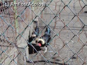 [P16] Si cocosel motat . » foto by liviu49
 - 
<span class="allrVoted glyphicon glyphicon-heart hidden" id="av1303165"></span>
<a class="m-l-10 hidden" id="sv1303165" onclick="voting_Foto_DelVot(,1303165,5114)" role="button">șterge vot <span class="glyphicon glyphicon-remove"></span></a>
<a id="v91303165" class=" c-red"  onclick="voting_Foto_SetVot(1303165)" role="button"><span class="glyphicon glyphicon-heart-empty"></span> <b>LIKE</b> = Votează poza</a> <img class="hidden"  id="f1303165W9" src="/imagini/loader.gif" border="0" /><span class="AjErrMes hidden" id="e1303165ErM"></span>