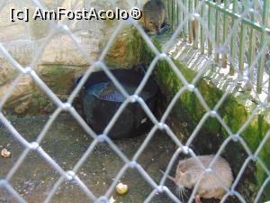 [P17] Intalnim si nutrii la scaldat . » foto by liviu49
 - 
<span class="allrVoted glyphicon glyphicon-heart hidden" id="av1303166"></span>
<a class="m-l-10 hidden" id="sv1303166" onclick="voting_Foto_DelVot(,1303166,5114)" role="button">șterge vot <span class="glyphicon glyphicon-remove"></span></a>
<a id="v91303166" class=" c-red"  onclick="voting_Foto_SetVot(1303166)" role="button"><span class="glyphicon glyphicon-heart-empty"></span> <b>LIKE</b> = Votează poza</a> <img class="hidden"  id="f1303166W9" src="/imagini/loader.gif" border="0" /><span class="AjErrMes hidden" id="e1303166ErM"></span>