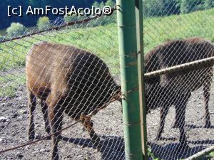 [P24] Doi zimbri mai tinerei cu chef de joaca . » foto by liviu49
 - 
<span class="allrVoted glyphicon glyphicon-heart hidden" id="av1303173"></span>
<a class="m-l-10 hidden" id="sv1303173" onclick="voting_Foto_DelVot(,1303173,5114)" role="button">șterge vot <span class="glyphicon glyphicon-remove"></span></a>
<a id="v91303173" class=" c-red"  onclick="voting_Foto_SetVot(1303173)" role="button"><span class="glyphicon glyphicon-heart-empty"></span> <b>LIKE</b> = Votează poza</a> <img class="hidden"  id="f1303173W9" src="/imagini/loader.gif" border="0" /><span class="AjErrMes hidden" id="e1303173ErM"></span>