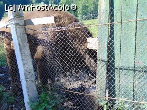 [P25] Un alt zimbru in tarc . » foto by liviu49
 - 
<span class="allrVoted glyphicon glyphicon-heart hidden" id="av1303174"></span>
<a class="m-l-10 hidden" id="sv1303174" onclick="voting_Foto_DelVot(,1303174,5114)" role="button">șterge vot <span class="glyphicon glyphicon-remove"></span></a>
<a id="v91303174" class=" c-red"  onclick="voting_Foto_SetVot(1303174)" role="button"><span class="glyphicon glyphicon-heart-empty"></span> <b>LIKE</b> = Votează poza</a> <img class="hidden"  id="f1303174W9" src="/imagini/loader.gif" border="0" /><span class="AjErrMes hidden" id="e1303174ErM"></span>