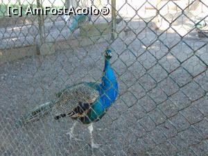 [P35] .... si ajungem la tarcul paunilor . » foto by liviu49
 - 
<span class="allrVoted glyphicon glyphicon-heart hidden" id="av1303184"></span>
<a class="m-l-10 hidden" id="sv1303184" onclick="voting_Foto_DelVot(,1303184,5114)" role="button">șterge vot <span class="glyphicon glyphicon-remove"></span></a>
<a id="v91303184" class=" c-red"  onclick="voting_Foto_SetVot(1303184)" role="button"><span class="glyphicon glyphicon-heart-empty"></span> <b>LIKE</b> = Votează poza</a> <img class="hidden"  id="f1303184W9" src="/imagini/loader.gif" border="0" /><span class="AjErrMes hidden" id="e1303184ErM"></span>