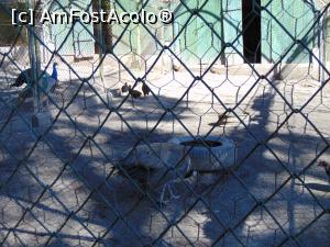 [P36] Un alt grup de pauni ... » foto by liviu49
 - 
<span class="allrVoted glyphicon glyphicon-heart hidden" id="av1303185"></span>
<a class="m-l-10 hidden" id="sv1303185" onclick="voting_Foto_DelVot(,1303185,5114)" role="button">șterge vot <span class="glyphicon glyphicon-remove"></span></a>
<a id="v91303185" class=" c-red"  onclick="voting_Foto_SetVot(1303185)" role="button"><span class="glyphicon glyphicon-heart-empty"></span> <b>LIKE</b> = Votează poza</a> <img class="hidden"  id="f1303185W9" src="/imagini/loader.gif" border="0" /><span class="AjErrMes hidden" id="e1303185ErM"></span>