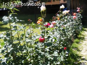 [P10] Nelipsitii trandafiri din curtea manastirii .... » foto by liviu49
 - 
<span class="allrVoted glyphicon glyphicon-heart hidden" id="av1303461"></span>
<a class="m-l-10 hidden" id="sv1303461" onclick="voting_Foto_DelVot(,1303461,5114)" role="button">șterge vot <span class="glyphicon glyphicon-remove"></span></a>
<a id="v91303461" class=" c-red"  onclick="voting_Foto_SetVot(1303461)" role="button"><span class="glyphicon glyphicon-heart-empty"></span> <b>LIKE</b> = Votează poza</a> <img class="hidden"  id="f1303461W9" src="/imagini/loader.gif" border="0" /><span class="AjErrMes hidden" id="e1303461ErM"></span>