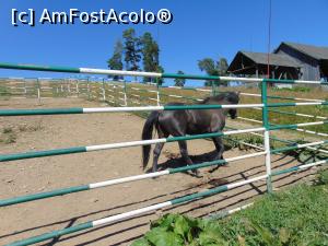 [P24] Primul armasar pe care il intalnim la herghelia Lucina . » foto by liviu49
 - 
<span class="allrVoted glyphicon glyphicon-heart hidden" id="av1303711"></span>
<a class="m-l-10 hidden" id="sv1303711" onclick="voting_Foto_DelVot(,1303711,5114)" role="button">șterge vot <span class="glyphicon glyphicon-remove"></span></a>
<a id="v91303711" class=" c-red"  onclick="voting_Foto_SetVot(1303711)" role="button"><span class="glyphicon glyphicon-heart-empty"></span> <b>LIKE</b> = Votează poza</a> <img class="hidden"  id="f1303711W9" src="/imagini/loader.gif" border="0" /><span class="AjErrMes hidden" id="e1303711ErM"></span>