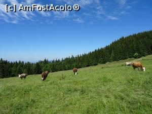 [P13] Peisaj rural - Fundata. » foto by tata123 🔱
 - 
<span class="allrVoted glyphicon glyphicon-heart hidden" id="av1172113"></span>
<a class="m-l-10 hidden" id="sv1172113" onclick="voting_Foto_DelVot(,1172113,5116)" role="button">șterge vot <span class="glyphicon glyphicon-remove"></span></a>
<a id="v91172113" class=" c-red"  onclick="voting_Foto_SetVot(1172113)" role="button"><span class="glyphicon glyphicon-heart-empty"></span> <b>LIKE</b> = Votează poza</a> <img class="hidden"  id="f1172113W9" src="/imagini/loader.gif" border="0" /><span class="AjErrMes hidden" id="e1172113ErM"></span>