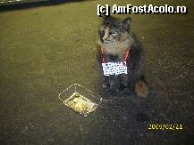 [P01] In Istanbul cersesc motanii! » foto by romanitzaa
 - 
<span class="allrVoted glyphicon glyphicon-heart hidden" id="av102972"></span>
<a class="m-l-10 hidden" id="sv102972" onclick="voting_Foto_DelVot(,102972,5120)" role="button">șterge vot <span class="glyphicon glyphicon-remove"></span></a>
<a id="v9102972" class=" c-red"  onclick="voting_Foto_SetVot(102972)" role="button"><span class="glyphicon glyphicon-heart-empty"></span> <b>LIKE</b> = Votează poza</a> <img class="hidden"  id="f102972W9" src="/imagini/loader.gif" border="0" /><span class="AjErrMes hidden" id="e102972ErM"></span>