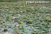 [P12] un lac plin de flori de lotus » foto by Pami*
 - 
<span class="allrVoted glyphicon glyphicon-heart hidden" id="av299486"></span>
<a class="m-l-10 hidden" id="sv299486" onclick="voting_Foto_DelVot(,299486,5123)" role="button">șterge vot <span class="glyphicon glyphicon-remove"></span></a>
<a id="v9299486" class=" c-red"  onclick="voting_Foto_SetVot(299486)" role="button"><span class="glyphicon glyphicon-heart-empty"></span> <b>LIKE</b> = Votează poza</a> <img class="hidden"  id="f299486W9" src="/imagini/loader.gif" border="0" /><span class="AjErrMes hidden" id="e299486ErM"></span>