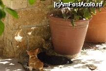 [P07] Ca peste tot in Grecia :)) » foto by Cristian_h
 - 
<span class="allrVoted glyphicon glyphicon-heart hidden" id="av35340"></span>
<a class="m-l-10 hidden" id="sv35340" onclick="voting_Foto_DelVot(,35340,5137)" role="button">șterge vot <span class="glyphicon glyphicon-remove"></span></a>
<a id="v935340" class=" c-red"  onclick="voting_Foto_SetVot(35340)" role="button"><span class="glyphicon glyphicon-heart-empty"></span> <b>LIKE</b> = Votează poza</a> <img class="hidden"  id="f35340W9" src="/imagini/loader.gif" border="0" /><span class="AjErrMes hidden" id="e35340ErM"></span>