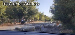 [P37] Turma de oi cu care ne-am intersectat în apropiere de Figaleia » foto by Carmen Ion
 - 
<span class="allrVoted glyphicon glyphicon-heart hidden" id="av1267576"></span>
<a class="m-l-10 hidden" id="sv1267576" onclick="voting_Foto_DelVot(,1267576,5137)" role="button">șterge vot <span class="glyphicon glyphicon-remove"></span></a>
<a id="v91267576" class=" c-red"  onclick="voting_Foto_SetVot(1267576)" role="button"><span class="glyphicon glyphicon-heart-empty"></span> <b>LIKE</b> = Votează poza</a> <img class="hidden"  id="f1267576W9" src="/imagini/loader.gif" border="0" /><span class="AjErrMes hidden" id="e1267576ErM"></span>
