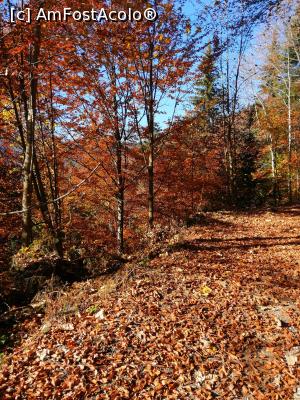 [P13] Prin pădure » foto by rodastrid
 - 
<span class="allrVoted glyphicon glyphicon-heart hidden" id="av1204623"></span>
<a class="m-l-10 hidden" id="sv1204623" onclick="voting_Foto_DelVot(,1204623,5142)" role="button">șterge vot <span class="glyphicon glyphicon-remove"></span></a>
<a id="v91204623" class=" c-red"  onclick="voting_Foto_SetVot(1204623)" role="button"><span class="glyphicon glyphicon-heart-empty"></span> <b>LIKE</b> = Votează poza</a> <img class="hidden"  id="f1204623W9" src="/imagini/loader.gif" border="0" /><span class="AjErrMes hidden" id="e1204623ErM"></span>