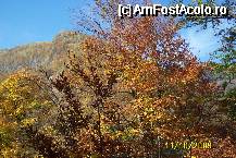 [P18] Tablou de toamna » foto by Alina53
 - 
<span class="allrVoted glyphicon glyphicon-heart hidden" id="av65290"></span>
<a class="m-l-10 hidden" id="sv65290" onclick="voting_Foto_DelVot(,65290,5170)" role="button">șterge vot <span class="glyphicon glyphicon-remove"></span></a>
<a id="v965290" class=" c-red"  onclick="voting_Foto_SetVot(65290)" role="button"><span class="glyphicon glyphicon-heart-empty"></span> <b>LIKE</b> = Votează poza</a> <img class="hidden"  id="f65290W9" src="/imagini/loader.gif" border="0" /><span class="AjErrMes hidden" id="e65290ErM"></span>