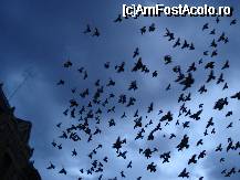 [P09] Superbii porumbei » foto by lucianaalex
 - 
<span class="allrVoted glyphicon glyphicon-heart hidden" id="av56913"></span>
<a class="m-l-10 hidden" id="sv56913" onclick="voting_Foto_DelVot(,56913,5174)" role="button">șterge vot <span class="glyphicon glyphicon-remove"></span></a>
<a id="v956913" class=" c-red"  onclick="voting_Foto_SetVot(56913)" role="button"><span class="glyphicon glyphicon-heart-empty"></span> <b>LIKE</b> = Votează poza</a> <img class="hidden"  id="f56913W9" src="/imagini/loader.gif" border="0" /><span class="AjErrMes hidden" id="e56913ErM"></span>