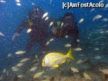 [P12] Brazilia - Fortaleza - Diving.  In Oceanul Atlantic. a intrat un peste mic. » foto by popescu.borsa*
 - 
<span class="allrVoted glyphicon glyphicon-heart hidden" id="av167852"></span>
<a class="m-l-10 hidden" id="sv167852" onclick="voting_Foto_DelVot(,167852,5180)" role="button">șterge vot <span class="glyphicon glyphicon-remove"></span></a>
<a id="v9167852" class=" c-red"  onclick="voting_Foto_SetVot(167852)" role="button"><span class="glyphicon glyphicon-heart-empty"></span> <b>LIKE</b> = Votează poza</a> <img class="hidden"  id="f167852W9" src="/imagini/loader.gif" border="0" /><span class="AjErrMes hidden" id="e167852ErM"></span>