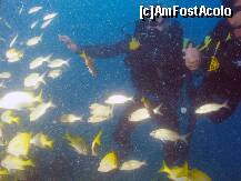[P19] Brazilia - Fortaleza - Diving. ,,Open Water'' » foto by popescu.borsa*
 - 
<span class="allrVoted glyphicon glyphicon-heart hidden" id="av167859"></span>
<a class="m-l-10 hidden" id="sv167859" onclick="voting_Foto_DelVot(,167859,5180)" role="button">șterge vot <span class="glyphicon glyphicon-remove"></span></a>
<a id="v9167859" class=" c-red"  onclick="voting_Foto_SetVot(167859)" role="button"><span class="glyphicon glyphicon-heart-empty"></span> <b>LIKE</b> = Votează poza</a> <img class="hidden"  id="f167859W9" src="/imagini/loader.gif" border="0" /><span class="AjErrMes hidden" id="e167859ErM"></span>