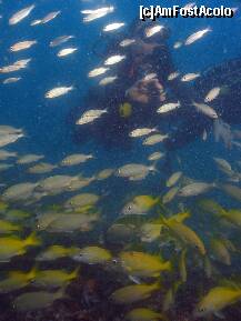 [P20] Brazilia - Fortaleza - Diving. ,,Open Water'' » foto by popescu.borsa*
 - 
<span class="allrVoted glyphicon glyphicon-heart hidden" id="av167860"></span>
<a class="m-l-10 hidden" id="sv167860" onclick="voting_Foto_DelVot(,167860,5180)" role="button">șterge vot <span class="glyphicon glyphicon-remove"></span></a>
<a id="v9167860" class=" c-red"  onclick="voting_Foto_SetVot(167860)" role="button"><span class="glyphicon glyphicon-heart-empty"></span> <b>LIKE</b> = Votează poza</a> <img class="hidden"  id="f167860W9" src="/imagini/loader.gif" border="0" /><span class="AjErrMes hidden" id="e167860ErM"></span>
