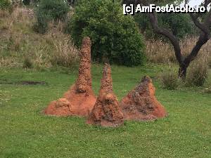[P15] Safari - chestii create de termite » foto by pisoi_aluna
 - 
<span class="allrVoted glyphicon glyphicon-heart hidden" id="av508323"></span>
<a class="m-l-10 hidden" id="sv508323" onclick="voting_Foto_DelVot(,508323,5211)" role="button">șterge vot <span class="glyphicon glyphicon-remove"></span></a>
<a id="v9508323" class=" c-red"  onclick="voting_Foto_SetVot(508323)" role="button"><span class="glyphicon glyphicon-heart-empty"></span> <b>LIKE</b> = Votează poza</a> <img class="hidden"  id="f508323W9" src="/imagini/loader.gif" border="0" /><span class="AjErrMes hidden" id="e508323ErM"></span>