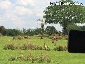 [P16] Girafe & co » foto by pisoi_aluna
 - 
<span class="allrVoted glyphicon glyphicon-heart hidden" id="av508324"></span>
<a class="m-l-10 hidden" id="sv508324" onclick="voting_Foto_DelVot(,508324,5211)" role="button">șterge vot <span class="glyphicon glyphicon-remove"></span></a>
<a id="v9508324" class=" c-red"  onclick="voting_Foto_SetVot(508324)" role="button"><span class="glyphicon glyphicon-heart-empty"></span> <b>LIKE</b> = Votează poza</a> <img class="hidden"  id="f508324W9" src="/imagini/loader.gif" border="0" /><span class="AjErrMes hidden" id="e508324ErM"></span>