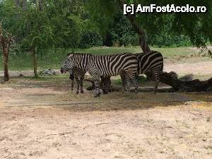 [P19] Zebre » foto by pisoi_aluna
 - 
<span class="allrVoted glyphicon glyphicon-heart hidden" id="av508327"></span>
<a class="m-l-10 hidden" id="sv508327" onclick="voting_Foto_DelVot(,508327,5211)" role="button">șterge vot <span class="glyphicon glyphicon-remove"></span></a>
<a id="v9508327" class=" c-red"  onclick="voting_Foto_SetVot(508327)" role="button"><span class="glyphicon glyphicon-heart-empty"></span> <b>LIKE</b> = Votează poza</a> <img class="hidden"  id="f508327W9" src="/imagini/loader.gif" border="0" /><span class="AjErrMes hidden" id="e508327ErM"></span>