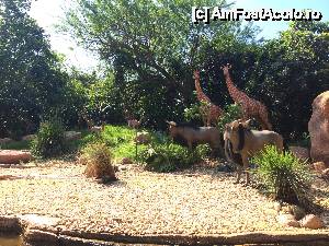 [P03] Jungle Cruise- animale aproape reale » foto by pisoi_aluna
 - 
<span class="allrVoted glyphicon glyphicon-heart hidden" id="av508301"></span>
<a class="m-l-10 hidden" id="sv508301" onclick="voting_Foto_DelVot(,508301,5211)" role="button">șterge vot <span class="glyphicon glyphicon-remove"></span></a>
<a id="v9508301" class=" c-red"  onclick="voting_Foto_SetVot(508301)" role="button"><span class="glyphicon glyphicon-heart-empty"></span> <b>LIKE</b> = Votează poza</a> <img class="hidden"  id="f508301W9" src="/imagini/loader.gif" border="0" /><span class="AjErrMes hidden" id="e508301ErM"></span>