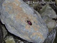 [P53] Un locuitor frumos colorat si sclipitor al pesterii. » foto by cc_iordachescu
 - 
<span class="allrVoted glyphicon glyphicon-heart hidden" id="av58205"></span>
<a class="m-l-10 hidden" id="sv58205" onclick="voting_Foto_DelVot(,58205,5212)" role="button">șterge vot <span class="glyphicon glyphicon-remove"></span></a>
<a id="v958205" class=" c-red"  onclick="voting_Foto_SetVot(58205)" role="button"><span class="glyphicon glyphicon-heart-empty"></span> <b>LIKE</b> = Votează poza</a> <img class="hidden"  id="f58205W9" src="/imagini/loader.gif" border="0" /><span class="AjErrMes hidden" id="e58205ErM"></span>
