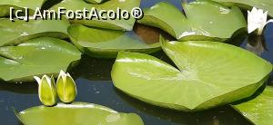 [P10] Boboci delicați » foto by Rofri
 - 
<span class="allrVoted glyphicon glyphicon-heart hidden" id="av1243250"></span>
<a class="m-l-10 hidden" id="sv1243250" onclick="voting_Foto_DelVot(,1243250,5218)" role="button">șterge vot <span class="glyphicon glyphicon-remove"></span></a>
<a id="v91243250" class=" c-red"  onclick="voting_Foto_SetVot(1243250)" role="button"><span class="glyphicon glyphicon-heart-empty"></span> <b>LIKE</b> = Votează poza</a> <img class="hidden"  id="f1243250W9" src="/imagini/loader.gif" border="0" /><span class="AjErrMes hidden" id="e1243250ErM"></span>