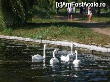 [P01] Neptun - Lebedele pe lac » foto by Horia
 - 
<span class="allrVoted glyphicon glyphicon-heart hidden" id="av58377"></span>
<a class="m-l-10 hidden" id="sv58377" onclick="voting_Foto_DelVot(,58377,5218)" role="button">șterge vot <span class="glyphicon glyphicon-remove"></span></a>
<a id="v958377" class=" c-red"  onclick="voting_Foto_SetVot(58377)" role="button"><span class="glyphicon glyphicon-heart-empty"></span> <b>LIKE</b> = Votează poza</a> <img class="hidden"  id="f58377W9" src="/imagini/loader.gif" border="0" /><span class="AjErrMes hidden" id="e58377ErM"></span>