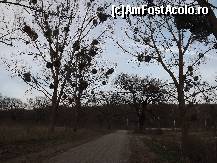 [P20] imagini din apropierea mânăstirii - copaci plini de vâsc » foto by Nicu Teusdea
 - 
<span class="allrVoted glyphicon glyphicon-heart hidden" id="av495500"></span>
<a class="m-l-10 hidden" id="sv495500" onclick="voting_Foto_DelVot(,495500,5226)" role="button">șterge vot <span class="glyphicon glyphicon-remove"></span></a>
<a id="v9495500" class=" c-red"  onclick="voting_Foto_SetVot(495500)" role="button"><span class="glyphicon glyphicon-heart-empty"></span> <b>LIKE</b> = Votează poza</a> <img class="hidden"  id="f495500W9" src="/imagini/loader.gif" border="0" /><span class="AjErrMes hidden" id="e495500ErM"></span>