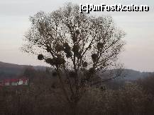 [P21] Dobrovaț - copacul si paraziții săi :)  » foto by Nicu Teusdea
 - 
<span class="allrVoted glyphicon glyphicon-heart hidden" id="av495501"></span>
<a class="m-l-10 hidden" id="sv495501" onclick="voting_Foto_DelVot(,495501,5226)" role="button">șterge vot <span class="glyphicon glyphicon-remove"></span></a>
<a id="v9495501" class=" c-red"  onclick="voting_Foto_SetVot(495501)" role="button"><span class="glyphicon glyphicon-heart-empty"></span> <b>LIKE</b> = Votează poza</a> <img class="hidden"  id="f495501W9" src="/imagini/loader.gif" border="0" /><span class="AjErrMes hidden" id="e495501ErM"></span>