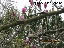 [P17] Magnolii! Afara nu erau mai mult de 7 grade » foto by bog68
 - 
<span class="allrVoted glyphicon glyphicon-heart hidden" id="av204131"></span>
<a class="m-l-10 hidden" id="sv204131" onclick="voting_Foto_DelVot(,204131,5232)" role="button">șterge vot <span class="glyphicon glyphicon-remove"></span></a>
<a id="v9204131" class=" c-red"  onclick="voting_Foto_SetVot(204131)" role="button"><span class="glyphicon glyphicon-heart-empty"></span> <b>LIKE</b> = Votează poza</a> <img class="hidden"  id="f204131W9" src="/imagini/loader.gif" border="0" /><span class="AjErrMes hidden" id="e204131ErM"></span>