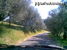 [P11] drumul prin livada de maslini care urca la pensiunea agroturistica » foto by Valentina69
 - 
<span class="allrVoted glyphicon glyphicon-heart hidden" id="av58776"></span>
<a class="m-l-10 hidden" id="sv58776" onclick="voting_Foto_DelVot(,58776,5235)" role="button">șterge vot <span class="glyphicon glyphicon-remove"></span></a>
<a id="v958776" class=" c-red"  onclick="voting_Foto_SetVot(58776)" role="button"><span class="glyphicon glyphicon-heart-empty"></span> <b>LIKE</b> = Votează poza</a> <img class="hidden"  id="f58776W9" src="/imagini/loader.gif" border="0" /><span class="AjErrMes hidden" id="e58776ErM"></span>