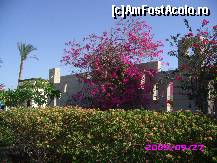 [P10] Flori frumoase,arbusti, cactusi, plante de care se ocupau cu drag! Drumul pe jos pana la plaja era o adevarata placere, maxim 20 min (nu uitati ca ritmul il impunea cel mic, la 4 ani gasesti in fiecare floare, frunza, piatra sau gaza ceva interesant  de studiat!!!). » foto by Mihaela Dinu
 - 
<span class="allrVoted glyphicon glyphicon-heart hidden" id="av59156"></span>
<a class="m-l-10 hidden" id="sv59156" onclick="voting_Foto_DelVot(,59156,5248)" role="button">șterge vot <span class="glyphicon glyphicon-remove"></span></a>
<a id="v959156" class=" c-red"  onclick="voting_Foto_SetVot(59156)" role="button"><span class="glyphicon glyphicon-heart-empty"></span> <b>LIKE</b> = Votează poza</a> <img class="hidden"  id="f59156W9" src="/imagini/loader.gif" border="0" /><span class="AjErrMes hidden" id="e59156ErM"></span>