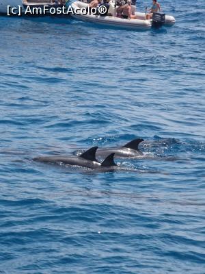 [P17] Delfini in larg » foto by kinga.8611
 - 
<span class="allrVoted glyphicon glyphicon-heart hidden" id="av1297427"></span>
<a class="m-l-10 hidden" id="sv1297427" onclick="voting_Foto_DelVot(,1297427,5248)" role="button">șterge vot <span class="glyphicon glyphicon-remove"></span></a>
<a id="v91297427" class=" c-red"  onclick="voting_Foto_SetVot(1297427)" role="button"><span class="glyphicon glyphicon-heart-empty"></span> <b>LIKE</b> = Votează poza</a> <img class="hidden"  id="f1297427W9" src="/imagini/loader.gif" border="0" /><span class="AjErrMes hidden" id="e1297427ErM"></span>