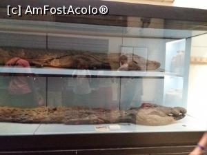 [P30] Crocodil de Nil - mumie...  » foto by mosu67
 - 
<span class="allrVoted glyphicon glyphicon-heart hidden" id="av1110350"></span>
<a class="m-l-10 hidden" id="sv1110350" onclick="voting_Foto_DelVot(,1110350,5248)" role="button">șterge vot <span class="glyphicon glyphicon-remove"></span></a>
<a id="v91110350" class=" c-red"  onclick="voting_Foto_SetVot(1110350)" role="button"><span class="glyphicon glyphicon-heart-empty"></span> <b>LIKE</b> = Votează poza</a> <img class="hidden"  id="f1110350W9" src="/imagini/loader.gif" border="0" /><span class="AjErrMes hidden" id="e1110350ErM"></span>