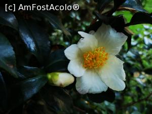 [P15] Camelie în Mergozzo » foto by crismis
 - 
<span class="allrVoted glyphicon glyphicon-heart hidden" id="av1274374"></span>
<a class="m-l-10 hidden" id="sv1274374" onclick="voting_Foto_DelVot(,1274374,5274)" role="button">șterge vot <span class="glyphicon glyphicon-remove"></span></a>
<a id="v91274374" class=" c-red"  onclick="voting_Foto_SetVot(1274374)" role="button"><span class="glyphicon glyphicon-heart-empty"></span> <b>LIKE</b> = Votează poza</a> <img class="hidden"  id="f1274374W9" src="/imagini/loader.gif" border="0" /><span class="AjErrMes hidden" id="e1274374ErM"></span>