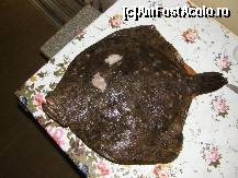 [P16] Din plasele pescarilor pe masa noastră. » foto by cc_iordachescu
 - 
<span class="allrVoted glyphicon glyphicon-heart hidden" id="av59820"></span>
<a class="m-l-10 hidden" id="sv59820" onclick="voting_Foto_DelVot(,59820,5277)" role="button">șterge vot <span class="glyphicon glyphicon-remove"></span></a>
<a id="v959820" class=" c-red"  onclick="voting_Foto_SetVot(59820)" role="button"><span class="glyphicon glyphicon-heart-empty"></span> <b>LIKE</b> = Votează poza</a> <img class="hidden"  id="f59820W9" src="/imagini/loader.gif" border="0" /><span class="AjErrMes hidden" id="e59820ErM"></span>