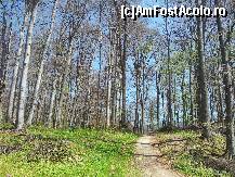 [P06] Arbori seculari » foto by Ovidiu B
 - 
<span class="allrVoted glyphicon glyphicon-heart hidden" id="av313335"></span>
<a class="m-l-10 hidden" id="sv313335" onclick="voting_Foto_DelVot(,313335,5311)" role="button">șterge vot <span class="glyphicon glyphicon-remove"></span></a>
<a id="v9313335" class=" c-red"  onclick="voting_Foto_SetVot(313335)" role="button"><span class="glyphicon glyphicon-heart-empty"></span> <b>LIKE</b> = Votează poza</a> <img class="hidden"  id="f313335W9" src="/imagini/loader.gif" border="0" /><span class="AjErrMes hidden" id="e313335ErM"></span>