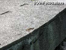 [P02] Sarmisegetusa Regia - o multime de soparle se bucurau de Soare. Eu nu, de intalnirea cu ele. » foto by Diaura*
 - 
<span class="allrVoted glyphicon glyphicon-heart hidden" id="av52167"></span>
<a class="m-l-10 hidden" id="sv52167" onclick="voting_Foto_DelVot(,52167,5311)" role="button">șterge vot <span class="glyphicon glyphicon-remove"></span></a>
<a id="v952167" class=" c-red"  onclick="voting_Foto_SetVot(52167)" role="button"><span class="glyphicon glyphicon-heart-empty"></span> <b>LIKE</b> = Votează poza</a> <img class="hidden"  id="f52167W9" src="/imagini/loader.gif" border="0" /><span class="AjErrMes hidden" id="e52167ErM"></span>