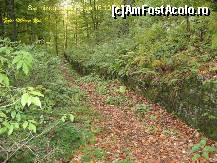 [P28] Ce este interesant aici sunt ferigile si copacii grosi drepti si foarte inalti, acum toamna este o atmosfera de basm..... » foto by realitatea
 - 
<span class="allrVoted glyphicon glyphicon-heart hidden" id="av150267"></span>
<a class="m-l-10 hidden" id="sv150267" onclick="voting_Foto_DelVot(,150267,5311)" role="button">șterge vot <span class="glyphicon glyphicon-remove"></span></a>
<a id="v9150267" class=" c-red"  onclick="voting_Foto_SetVot(150267)" role="button"><span class="glyphicon glyphicon-heart-empty"></span> <b>LIKE</b> = Votează poza</a> <img class="hidden"  id="f150267W9" src="/imagini/loader.gif" border="0" /><span class="AjErrMes hidden" id="e150267ErM"></span>