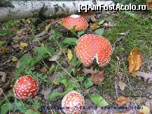 [P12] In drum spre cetatea dacica Blidaru gasesc 'romani' otravitori... » foto by realitatea
 - 
<span class="allrVoted glyphicon glyphicon-heart hidden" id="av150287"></span>
<a class="m-l-10 hidden" id="sv150287" onclick="voting_Foto_DelVot(,150287,5311)" role="button">șterge vot <span class="glyphicon glyphicon-remove"></span></a>
<a id="v9150287" class=" c-red"  onclick="voting_Foto_SetVot(150287)" role="button"><span class="glyphicon glyphicon-heart-empty"></span> <b>LIKE</b> = Votează poza</a> <img class="hidden"  id="f150287W9" src="/imagini/loader.gif" border="0" /><span class="AjErrMes hidden" id="e150287ErM"></span>