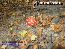 [P13] Am mai vazut doar in poze.....dar acum sunt in drum, sunt foarte otravitoare, nu le atigeti. » foto by realitatea
 - 
<span class="allrVoted glyphicon glyphicon-heart hidden" id="av150288"></span>
<a class="m-l-10 hidden" id="sv150288" onclick="voting_Foto_DelVot(,150288,5311)" role="button">șterge vot <span class="glyphicon glyphicon-remove"></span></a>
<a id="v9150288" class=" c-red"  onclick="voting_Foto_SetVot(150288)" role="button"><span class="glyphicon glyphicon-heart-empty"></span> <b>LIKE</b> = Votează poza</a> <img class="hidden"  id="f150288W9" src="/imagini/loader.gif" border="0" /><span class="AjErrMes hidden" id="e150288ErM"></span>