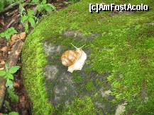 [P11] Pe valea 'Zapodiei Ursului' n-am intalnit decat melci si multe insecte » foto by dorgo
 - 
<span class="allrVoted glyphicon glyphicon-heart hidden" id="av181501"></span>
<a class="m-l-10 hidden" id="sv181501" onclick="voting_Foto_DelVot(,181501,5357)" role="button">șterge vot <span class="glyphicon glyphicon-remove"></span></a>
<a id="v9181501" class=" c-red"  onclick="voting_Foto_SetVot(181501)" role="button"><span class="glyphicon glyphicon-heart-empty"></span> <b>LIKE</b> = Votează poza</a> <img class="hidden"  id="f181501W9" src="/imagini/loader.gif" border="0" /><span class="AjErrMes hidden" id="e181501ErM"></span>