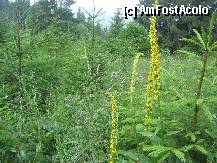 [P17] Cateva 'Lumanarele' ne intampina in Poiana Florilor » foto by dorgo
 - 
<span class="allrVoted glyphicon glyphicon-heart hidden" id="av335037"></span>
<a class="m-l-10 hidden" id="sv335037" onclick="voting_Foto_DelVot(,335037,5357)" role="button">șterge vot <span class="glyphicon glyphicon-remove"></span></a>
<a id="v9335037" class=" c-red"  onclick="voting_Foto_SetVot(335037)" role="button"><span class="glyphicon glyphicon-heart-empty"></span> <b>LIKE</b> = Votează poza</a> <img class="hidden"  id="f335037W9" src="/imagini/loader.gif" border="0" /><span class="AjErrMes hidden" id="e335037ErM"></span>