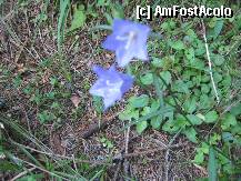 [P26] Clopotei albastri » foto by dorgo
 - 
<span class="allrVoted glyphicon glyphicon-heart hidden" id="av335066"></span>
<a class="m-l-10 hidden" id="sv335066" onclick="voting_Foto_DelVot(,335066,5357)" role="button">șterge vot <span class="glyphicon glyphicon-remove"></span></a>
<a id="v9335066" class=" c-red"  onclick="voting_Foto_SetVot(335066)" role="button"><span class="glyphicon glyphicon-heart-empty"></span> <b>LIKE</b> = Votează poza</a> <img class="hidden"  id="f335066W9" src="/imagini/loader.gif" border="0" /><span class="AjErrMes hidden" id="e335066ErM"></span>