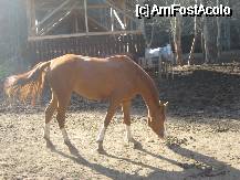 [P13] Ce ziceti? Un adevarat 'top-model' al vaii Ilvei » foto by dorgo
 - 
<span class="allrVoted glyphicon glyphicon-heart hidden" id="av335830"></span>
<a class="m-l-10 hidden" id="sv335830" onclick="voting_Foto_DelVot(,335830,5357)" role="button">șterge vot <span class="glyphicon glyphicon-remove"></span></a>
<a id="v9335830" class=" c-red"  onclick="voting_Foto_SetVot(335830)" role="button"><span class="glyphicon glyphicon-heart-empty"></span> <b>LIKE</b> = Votează poza</a> <img class="hidden"  id="f335830W9" src="/imagini/loader.gif" border="0" /><span class="AjErrMes hidden" id="e335830ErM"></span>