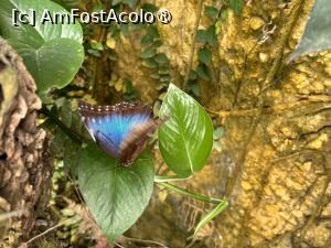 [P27] Fluture Monarch » foto by Adina - addcont <span class="label label-default labelC_thin small">NEVOTABILĂ</span>