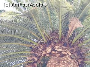 [P29] Un mic papagal in desisul palmierului din Malaga » foto by Medinuca
 - 
<span class="allrVoted glyphicon glyphicon-heart hidden" id="av1018988"></span>
<a class="m-l-10 hidden" id="sv1018988" onclick="voting_Foto_DelVot(,1018988,5385)" role="button">șterge vot <span class="glyphicon glyphicon-remove"></span></a>
<a id="v91018988" class=" c-red"  onclick="voting_Foto_SetVot(1018988)" role="button"><span class="glyphicon glyphicon-heart-empty"></span> <b>LIKE</b> = Votează poza</a> <img class="hidden"  id="f1018988W9" src="/imagini/loader.gif" border="0" /><span class="AjErrMes hidden" id="e1018988ErM"></span>