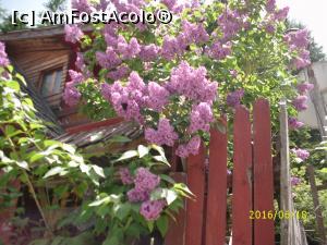 [P26] În Cheile Latoriței a înflorit liliacul!  » foto by puiutea
 - 
<span class="allrVoted glyphicon glyphicon-heart hidden" id="av753026"></span>
<a class="m-l-10 hidden" id="sv753026" onclick="voting_Foto_DelVot(,753026,5423)" role="button">șterge vot <span class="glyphicon glyphicon-remove"></span></a>
<a id="v9753026" class=" c-red"  onclick="voting_Foto_SetVot(753026)" role="button"><span class="glyphicon glyphicon-heart-empty"></span> <b>LIKE</b> = Votează poza</a> <img class="hidden"  id="f753026W9" src="/imagini/loader.gif" border="0" /><span class="AjErrMes hidden" id="e753026ErM"></span>