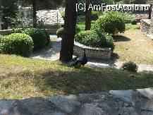 [P24] Si un alt musafir pe la camera noastra » foto by vini
 - 
<span class="allrVoted glyphicon glyphicon-heart hidden" id="av85670"></span>
<a class="m-l-10 hidden" id="sv85670" onclick="voting_Foto_DelVot(,85670,5425)" role="button">șterge vot <span class="glyphicon glyphicon-remove"></span></a>
<a id="v985670" class=" c-red"  onclick="voting_Foto_SetVot(85670)" role="button"><span class="glyphicon glyphicon-heart-empty"></span> <b>LIKE</b> = Votează poza</a> <img class="hidden"  id="f85670W9" src="/imagini/loader.gif" border="0" /><span class="AjErrMes hidden" id="e85670ErM"></span>